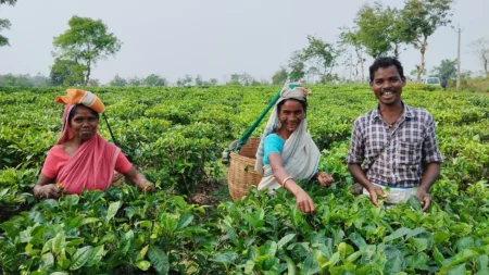 A group of three agricultural workers smile at the camera, standing amidst tea plants that are waist height.